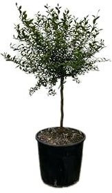 Finger Lime Verde in Vaso Ø20 cm – Agrume Esotico e Gourmet – Prodotto in Sicilia dal Vivaio uJardinu – Pianta da Esterno, Sempreverde e Profumata