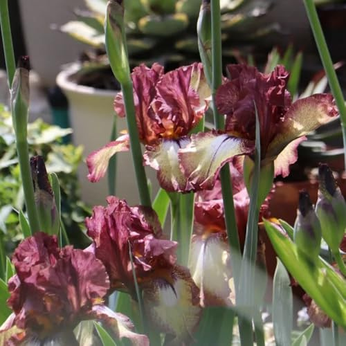 iris resistentes prado de de balcón reverdecimiento tejados bulbos jardín bonsái decoración balcón camas 16pcs