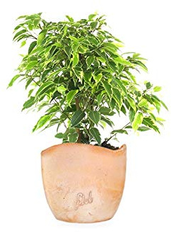 Ficus Benjamin pianta vera, ficus albero vero | con Vaso artigianale FLOB Ø 12| Altezza 30-35 cm | piante da interno| Flob flower Terracotta onda