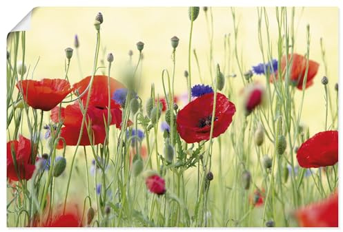 ARTLAND Wanddeko Poster & Kunstdrucke Wandposter 60x40 cm Querformat Pflanzen Blumen Mohn Mohnblumen Kornblumen Blumenwiese Sommer U4YP