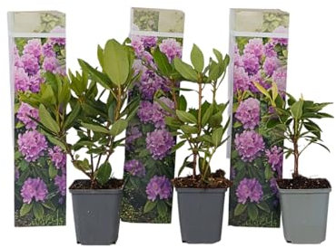 Plant in a Box - Rododendro 'Catawbiense Purple' - Rododendri viola- Set di 3 - Rhododendron - Vaso 9cm - Altezza 25-40cm