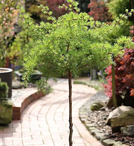 Hochstamm Japanische Korkenzieher Lärche Diana 80-100cm - Larix kaempferi - lebende Gartenpflanze aus den Baumschulen