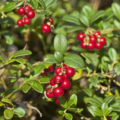 wildepreiselbeeren - obstbaum topfpflanzen draußen winterhart balkon pflanztopf obstpflanzen balkonpflanzen exotische obstbäume pflanzensamen beeren 350samen