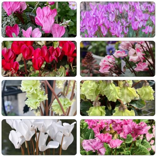 ciclamino selvatici di balcone semi di giardino serrature balcone semi selvatici organici giardino decorazione perenni resistenti 35pcs