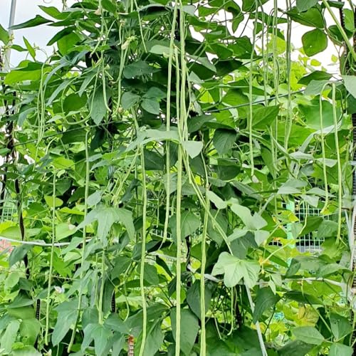 Semillas de frijol espárrago, frijol medidor, semillas de Vigna unguiculata, orgánicas 80pcs
