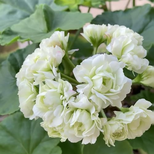geranio selvatici di primavera perenni resistenti per sole pieno di interni semi decorativi decorazione giardino 50pcs