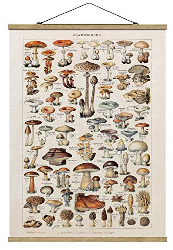Bilderwelten Stoffbild mit Posterleisten - Vintage Lehrtafel Pilze 133.5cm x 100cm Eiche