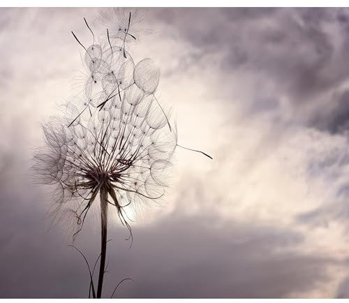 decomonkey Premium Fototapete Pusteblume Natur 350x256 cm Tapete Fototapeten Vlies Tapeten Vliestapete Wandtapete moderne Wand Wandbild Schlafzimmer Wohnzimmer Blumen Löwenzahn Pflanzen Himmel