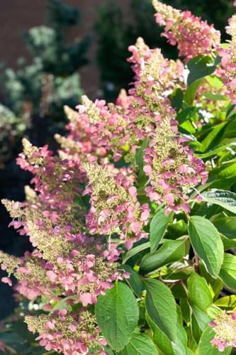 Rispenhortensie 'Pink Lady' 100-125 cm Ballen Hydrangea paniculata duftend