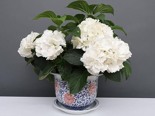 Yajutang China Porcelain Flower Pot Blue/White with Red Flowers Diameter 22 cm