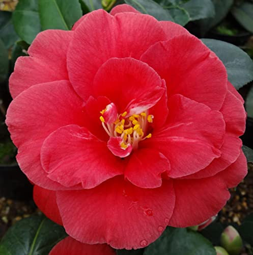 Camellia Plants Outdoor Garden Ready Japonica 'Adolphe Audusson' Evergreen Hardy Shrub Red Blooms RHS AGM Easy to Grow Your Own Outdoor Garden Flower Plants 1x 1.5-Litre Potted Plant by Suttons (1)