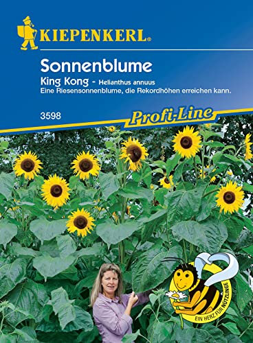Helianthus annuus Sonnenblume King Kong gelb riesenwüchsig