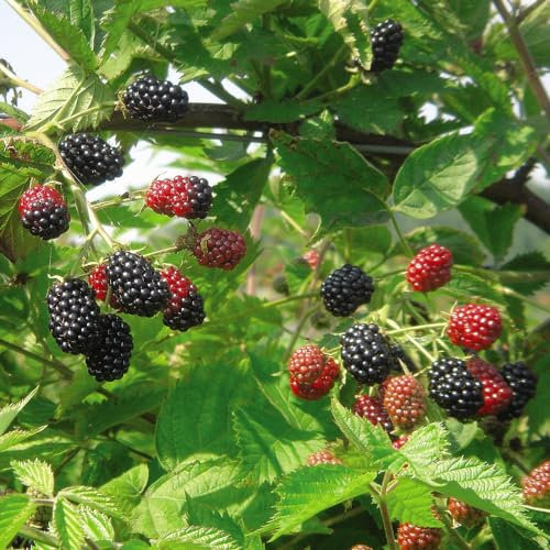BlackBerry 'Loch Ness' - Hardy Shrub - Firm Glossy Fruit - Ideal Patio Pot or Garden Walls & Fences - Easy to Grow Your Own - 3X 9cm Potted Plants by Thompson and Morgan (3)