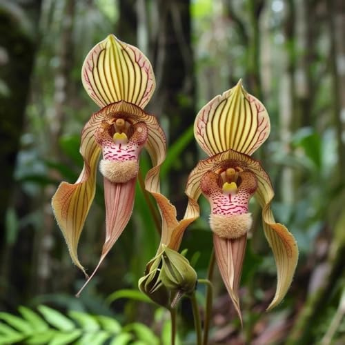 Semi di orchidea scimmia, Dracula simia, decorazione del giardino per esterno Semi di orchidea faccia di scimmia, decorazione del soggiorno esotici 100pcs