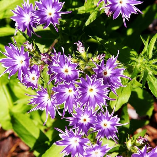 semillas Phlox de alfombra - flox subulata silvestres de balcón jardín rocas verano cama elevada jardín decorativa interior decoración 800pcs