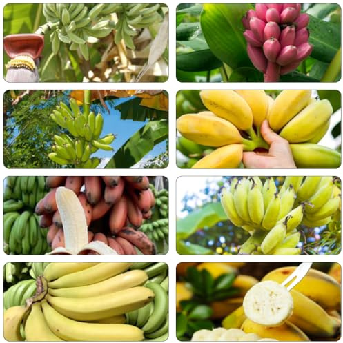 bananensamen zimmerbonsai bonsai obstbäume spalierobst bananenpflanze winterhart säulenobst bonsai bäumchen kaufen biosaatgut pflanzendeko zwergobstbäume dekopflanzen bananen balkon 300samen