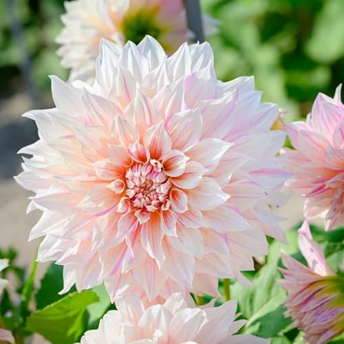 Dahlie Café au Lait Twist | 1 Stück | Knolle | Lila | Weiß | 100% Blütegarantie | QFB Gardening