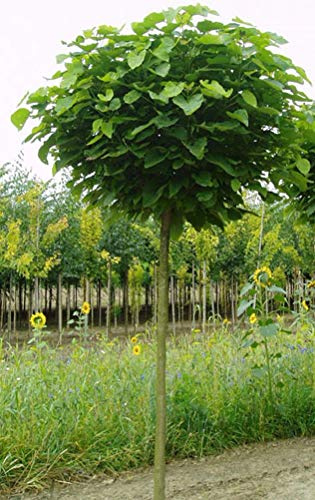 Kugel-Trompetenbaum, Catalpa bignonioides Nana, Höhe: 250 cm, Stammhöhe: 180 cm