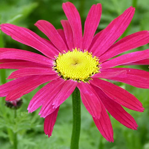 Pyrethrum Tanacetum Chrysanthemum coccineum 'T&M Single Mixed' Painted Daisy Hardy Perennial Pink Blooms Easy to Grow Your Own Outdoor Garden Flower Plants (Approx. 100 Seeds) by Thompson and Morgan