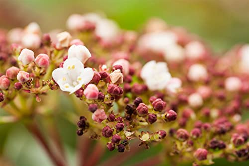 Viburnum tinus 'Purpurea' 50-60 cm – Immergrün, Mehrjährig, Pflegeleicht – Lorbeer-Schneeball – Heckenpflanze für Garten & Sichtschutz