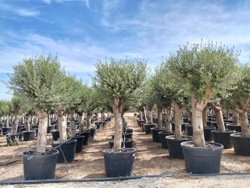 Sunny Tree - Olea Europea - Winterharte Olivenbaum 240 cm - 50 Jahre alter Olivenbaum - Fruchttragend - immergrün - Winterhart bis -18