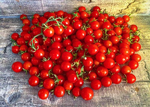 Tomate 100s & 1000s (10 Samen) ULTRA HOHER ERTRAG