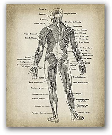 Menschliche Anatomie Biologie Lehre Leinwand Kunst Wand Dekor Malerei Drucke Und Poster Für Büroraumdekoration Ungerahmt-30x40cm