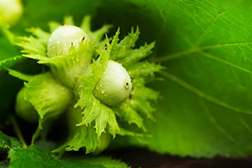 10 American Hazelnut Tree Seeds for Planting - Corylus Americana - Ships from Iowa, USA