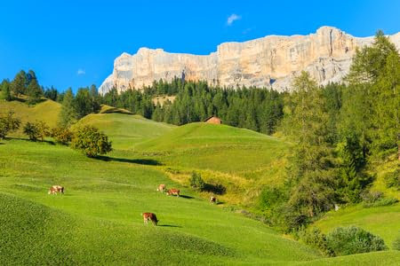 adrium Acryl-Bild 60 x 40 cm: Kühe grasen auf einem grünen Alpenfeld im Dorf La Villa, Dolomiten, Italien (94755073)