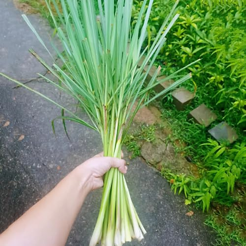 semillas de limoncillo resistentes, jardín variedades antiguas exóticas orgánicas perennes 350pcs