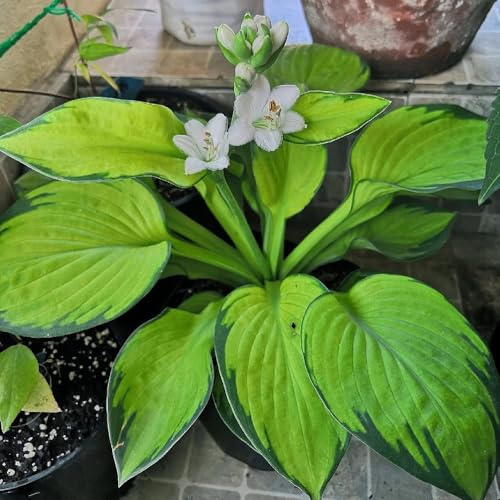 Semi di Hosta - regali sostenibili Hosta plantaginea - semi di da giardino perenni per esterno resistenti all'inverno acquistare 100pcs