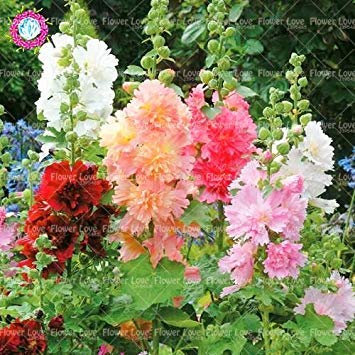 CUSHY 100pcs Double trémière Graines (Alcea rosea « ») Belles Jardinerie SEED Accueil Embellir Décoration