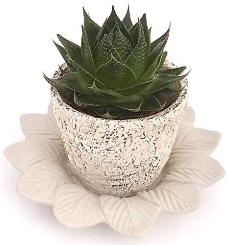 POWERS TO FLOWERS - ALOE COSMO IN VASO CERAMICA RUSTICA E SOTTOVASO IN CERAMICA GRIGIO SATINATO, pianta vera