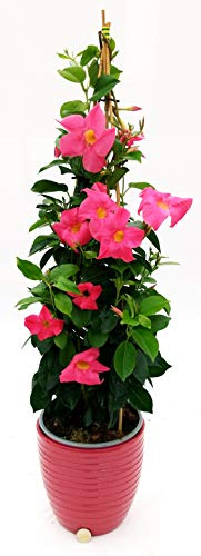 POWERS TO FLOWERS - MANDEVILLA DIPLADENIA ROSA A PIRAMIDE H90CM, IN VASO CERAMICA ROSA ANTICO A RIGHE, pianta vera