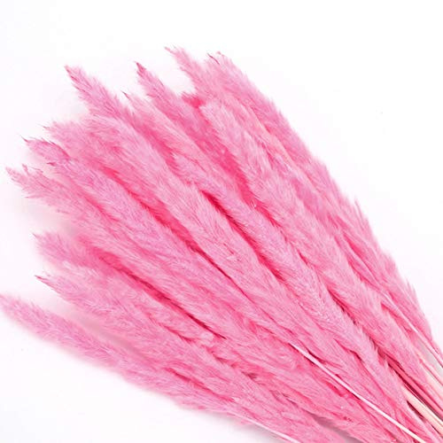 YIWOYI 15 Stück natürlich getrocknetes Schilfgras, flauschige Pampasgras-Blumen, künstliche Blumen in Vase, Vase, Türkranz, Dekoration für Zuhause und Küche (Pink)