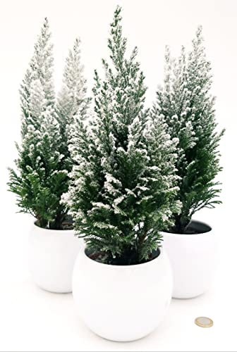 POWERS TO FLOWERS - ALBERO DI NATALE, PINETTO NATALIZIO INNEVATO, 3 PIANTE IN VASO CERAMICA BIANCO SFERICO, ALTEZZA 30CM, piante vere