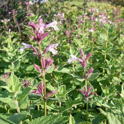 6x Großblütige Katzenminze 'Dawn to Dusk' - Nepeta grandiflora 'Dawn To Dusk' - Topf 9x9cm