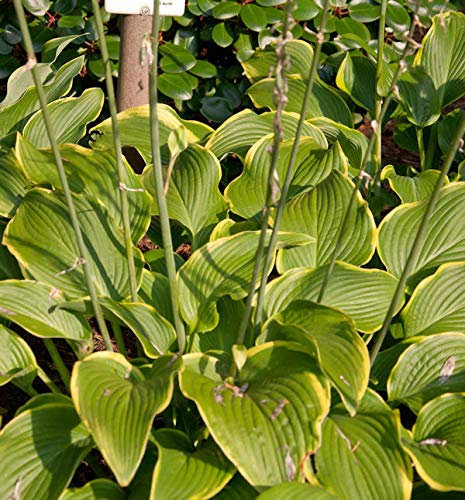 Funkie Abba Dabba Do - Hosta cultorum