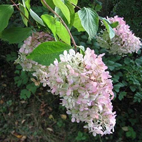 Pianta vera di Hydrangea paniculata Grandiflora - Diametro Vaso Ø 18 cm