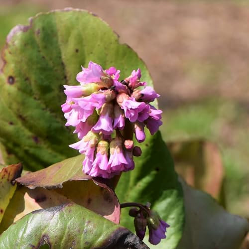 Pianta vera di Bergenia Rotblum - Diametro Vaso Ø 15 cm