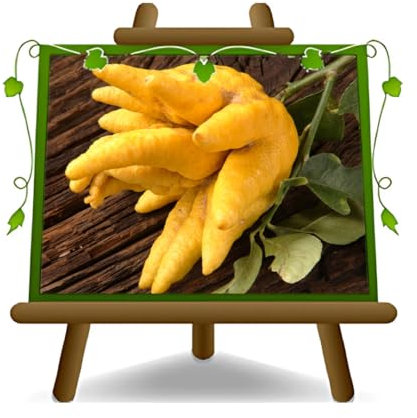 EURO PLANTS VIVAI Agrumi Cedro Citrus Medica Mano di Buddha