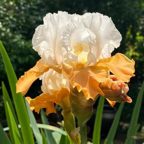 Bulbos de iris perenne resistente - jardín, interior exóticas decoración 5pcs
