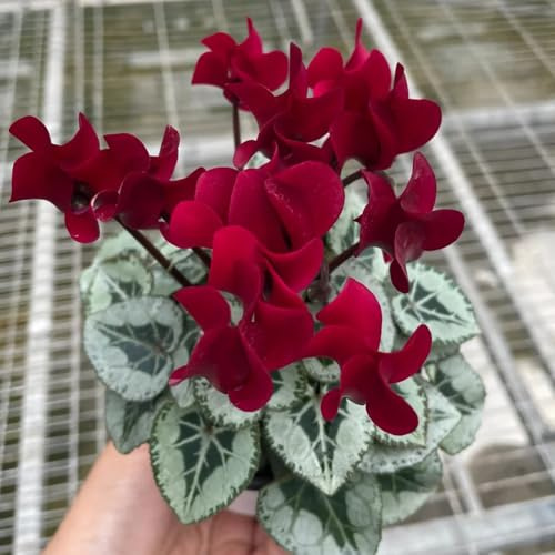 semi di ciclamino decorazione da giardino per esterni, tappeto to ciclamino resistente da balcone perenni resistenti 350pcs