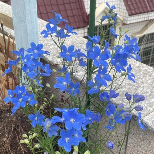 semi di delphinium selvatico, rare Consolida ajacis, recisi decorazione da giardino per esterni autunnali resistenti all'esterno 65pcs