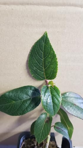 Aristotelia chilensis 'Femelle' / Macqui du Chili/Conteneur de 3 à 4 litres/Arbuste fruitier