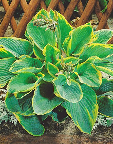 Funkie Hosta Frances Williams1 Wurzelstück Staude Funkien