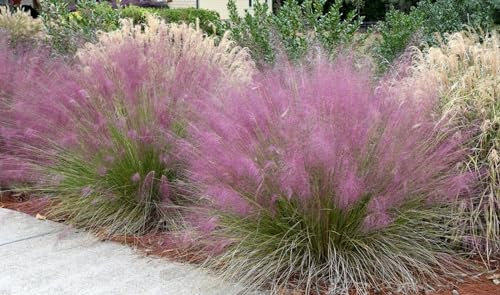 Muhly Grass Seeds | Pink Cloud | Muhlenbergia Capillaris | 20+ Seeds