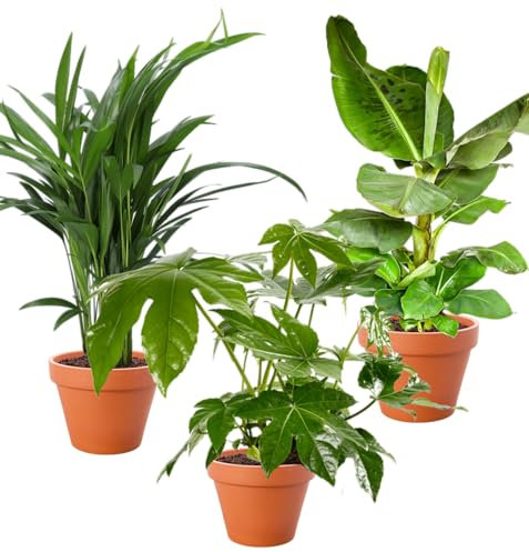 3er-Pflanzen-Set, Bananenpflanze (50-60cm), Goldfrucht (45-55cm), Fatsia (55-70cm), Pflanzen für Wohnung und Büro, Qualität vom Pflanzen Profi, Schneller Pflanzenversand, Raumbegrünung