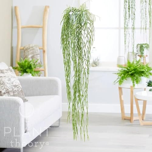 Plant Theory 50cm Hoya Linearis Wax Flower Porcelain Flower Indoor Trailing Plant 12cm Hanging Pot