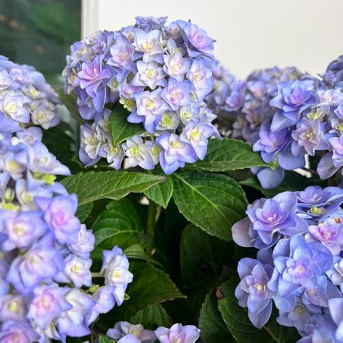 semi di ortensia resistenti, perenni, selvatici, vecchie varietà, giardino, 200pcs